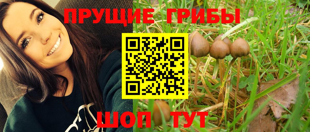 Псилоцибиновые грибы Psilocybine cubensis Миасс